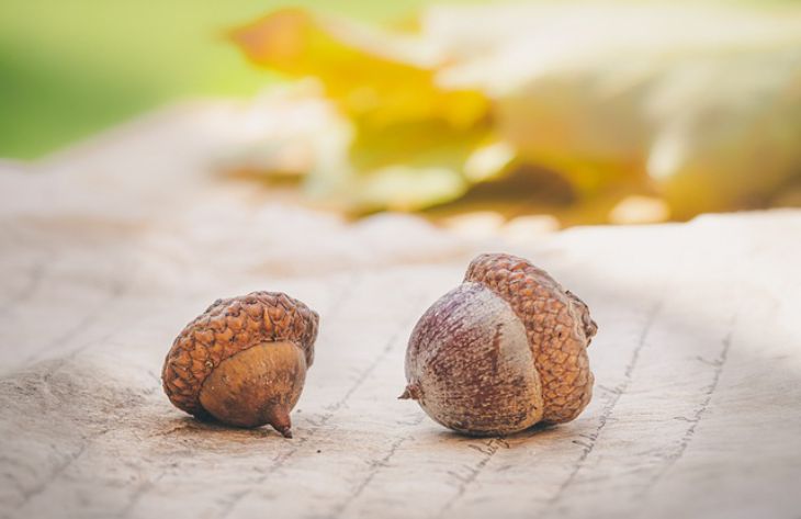 acorns