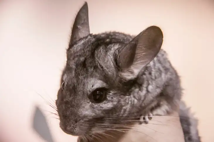 Chinchilla