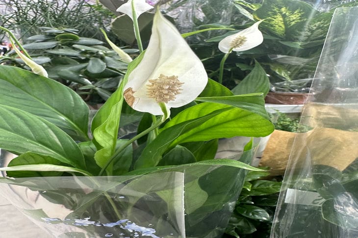 spathiphyllum