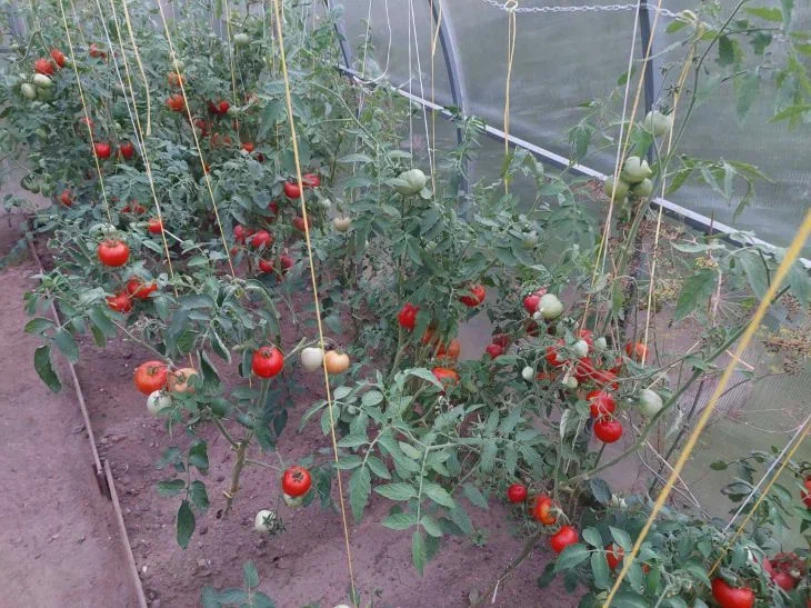 Tomatoes