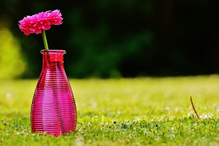 Blume in einer Vase