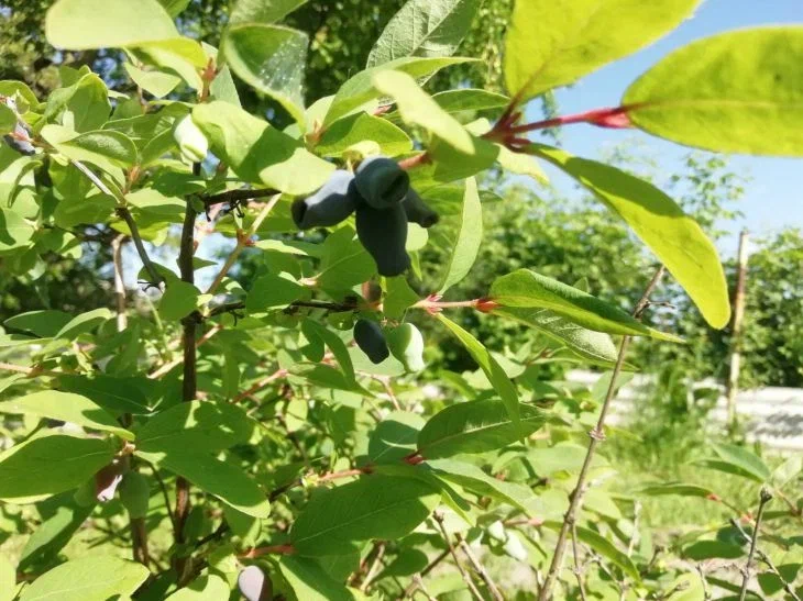 Honeysuckle