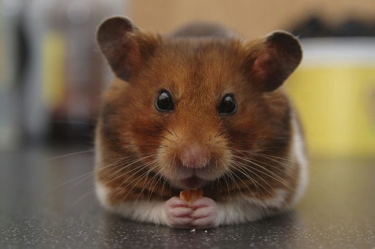 Hamster