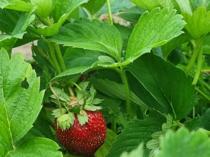 Strawberry