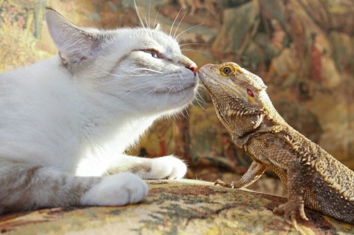 gato y lagarto