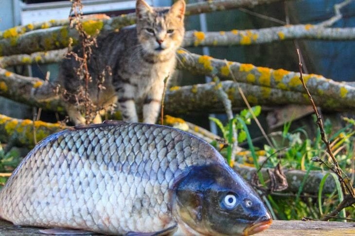 Fish and cat