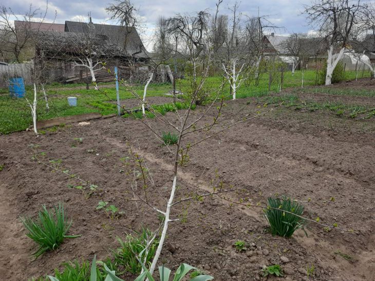 seedlings