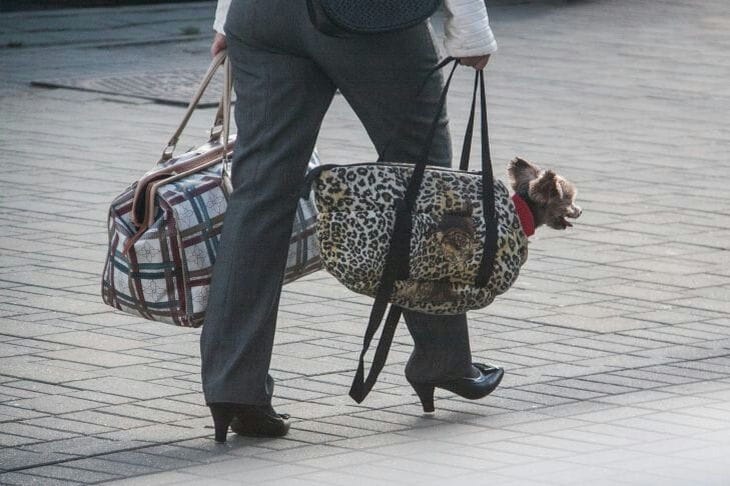 perro en una bolsa