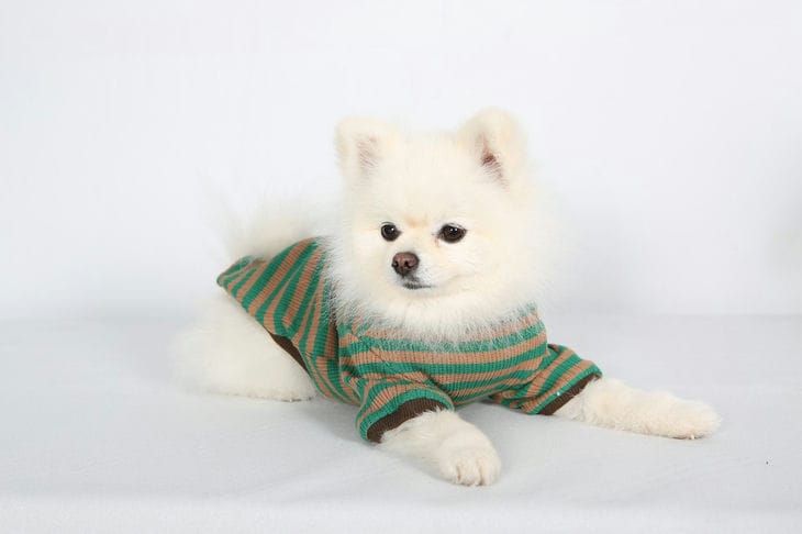 Dog in clothes