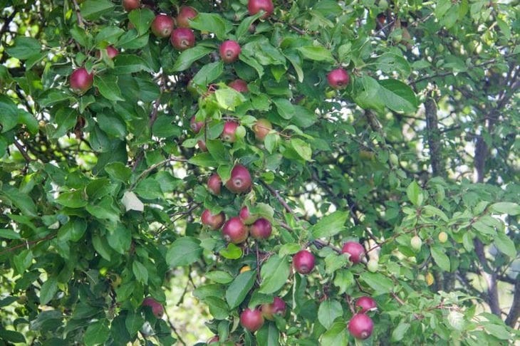 Manzana