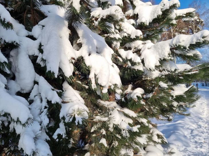 Weihnachtsbaum Schnee