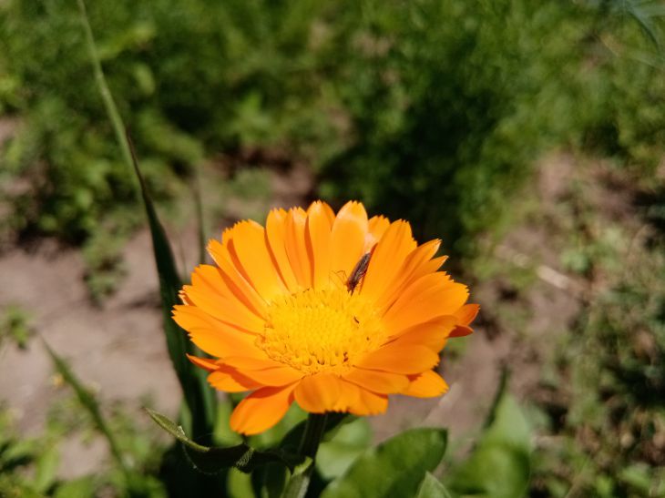 calendula