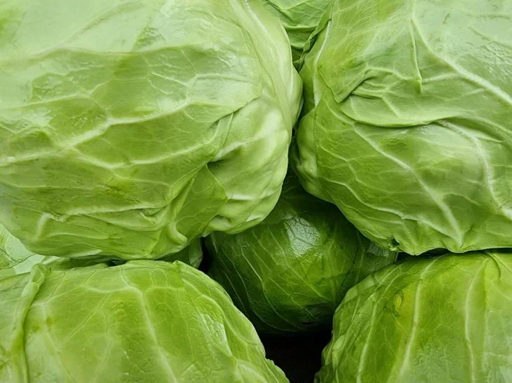 Cabbage