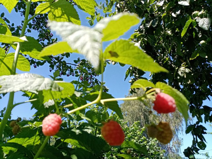 Framboise