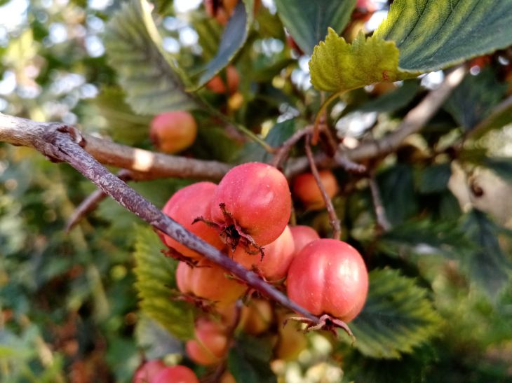 hawthorn