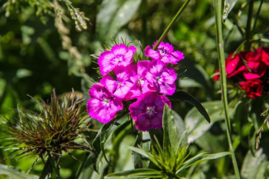 flowers