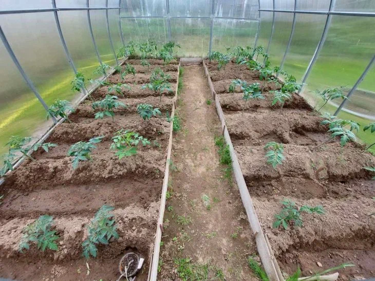 Beds in a greenhouse