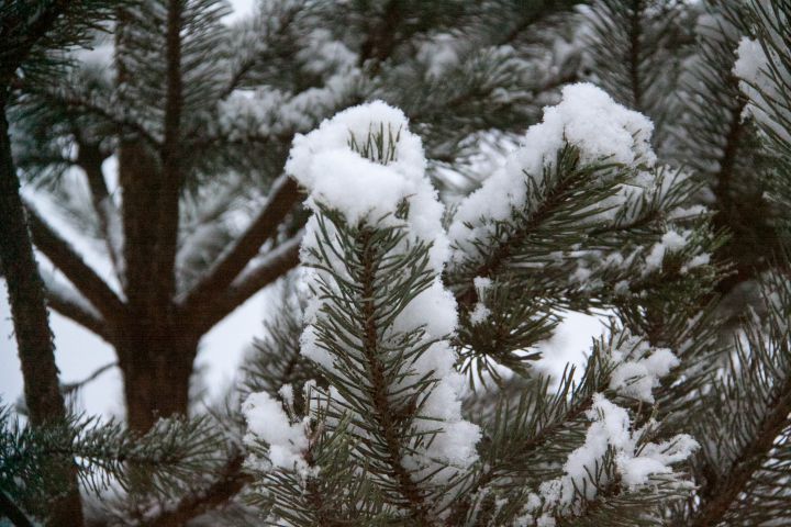 a pine tree