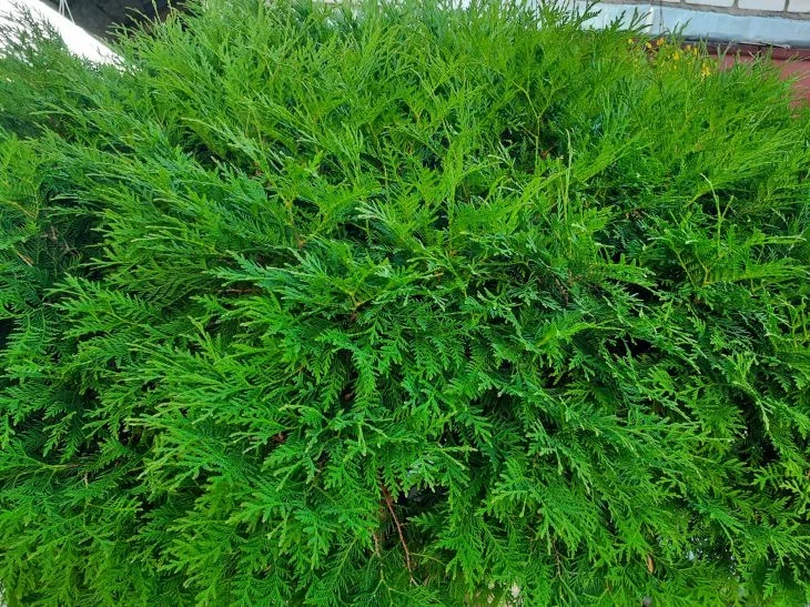 conifer