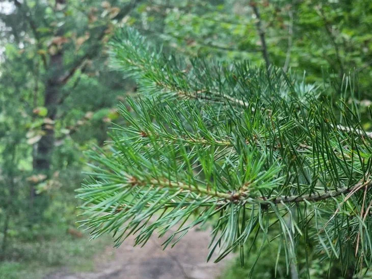 Pine