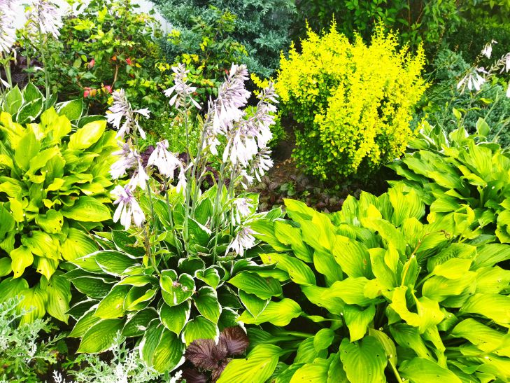 parterre de fleurs