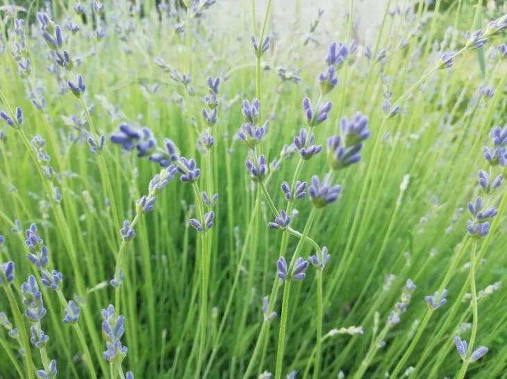 Lavanda