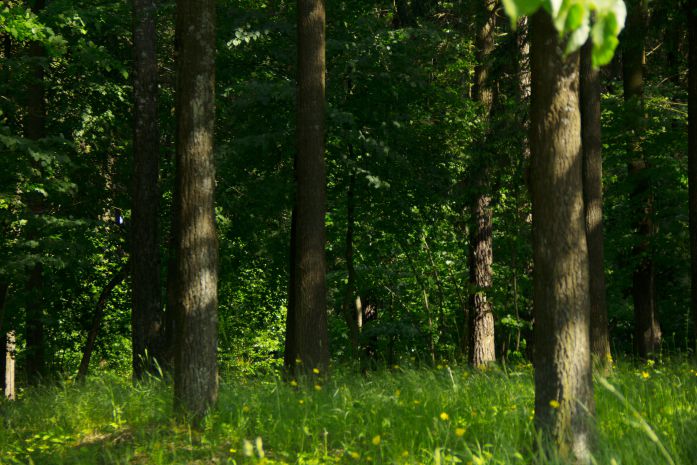 la forêt