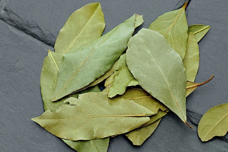 hoja de laurel