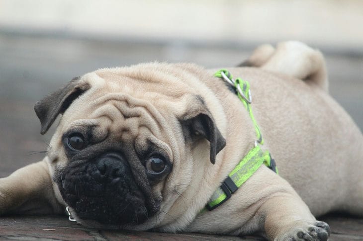 Pug