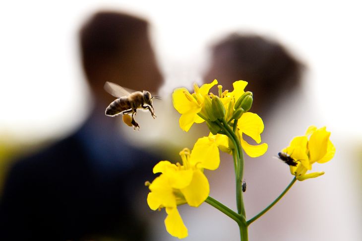 une abeille