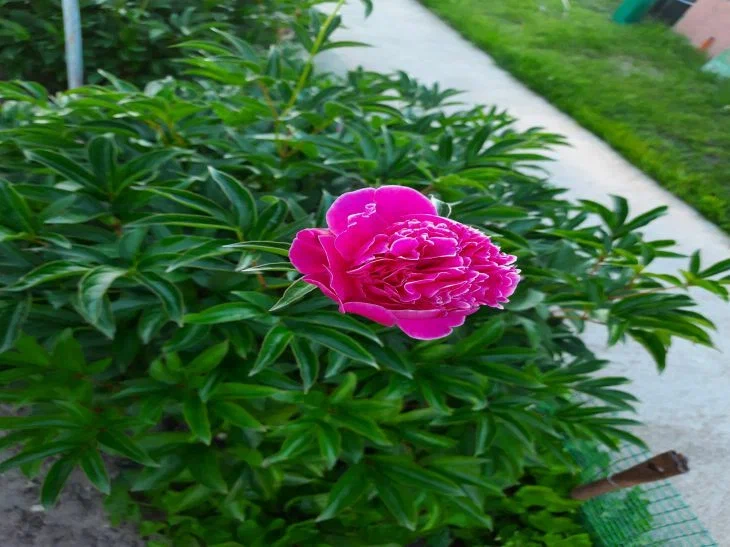 Peony