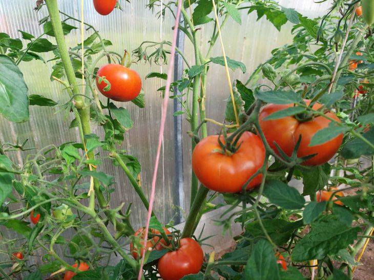 Tomaten