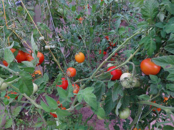 tomatoes