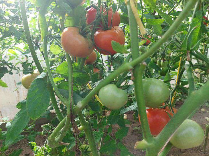 tomatoes