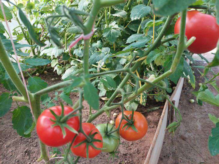 Tomaten