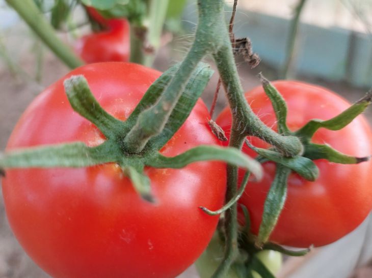 tomates