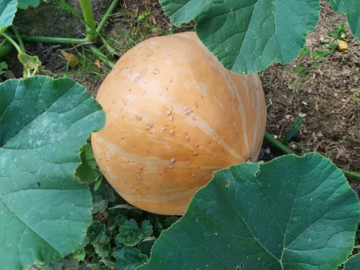 Calabaza