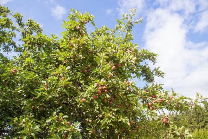 manzana