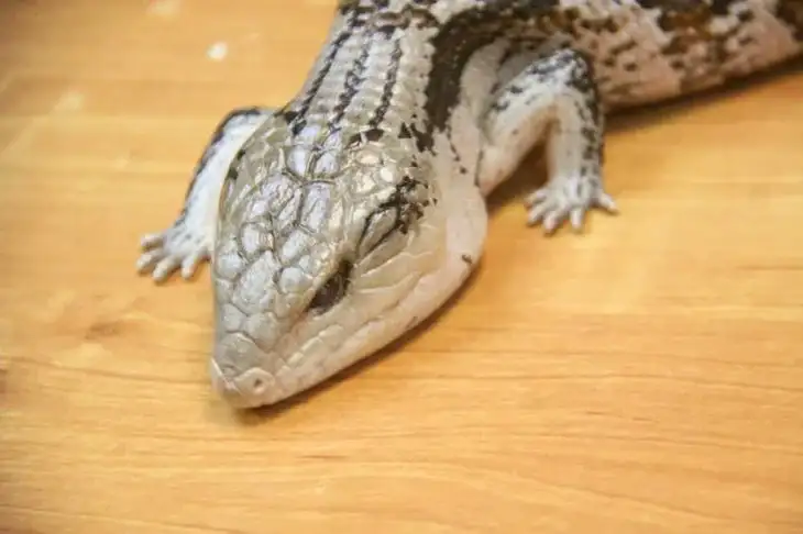 Lizard