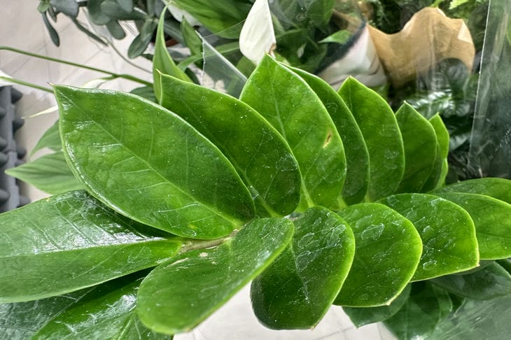 zamioculcas