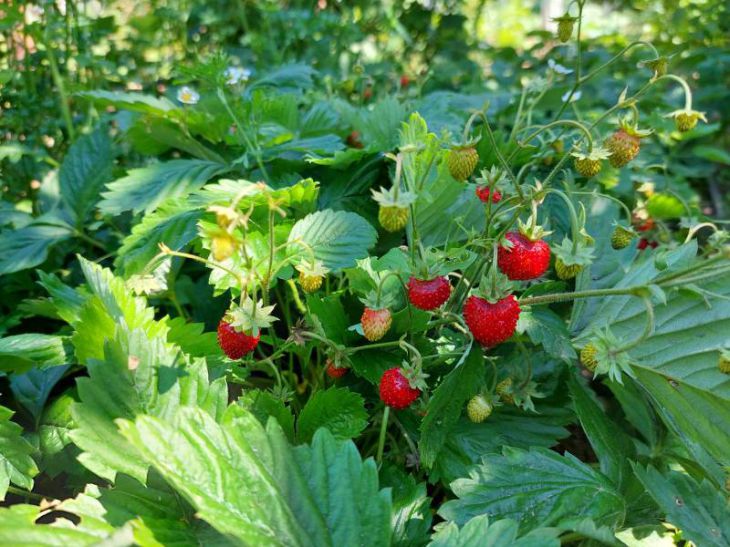 Erdbeeren