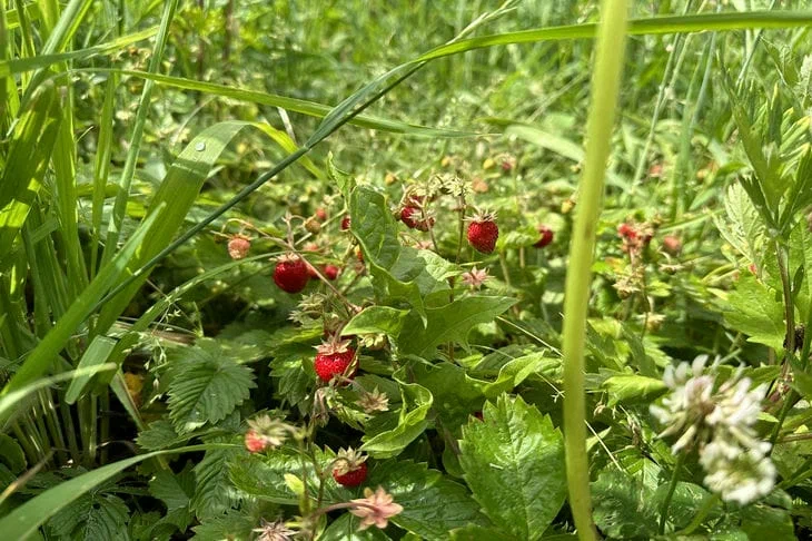 Fraises