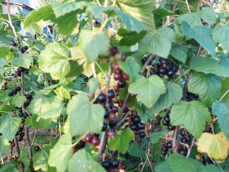 currants