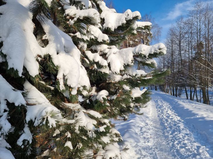 Sapin de Noël Neige