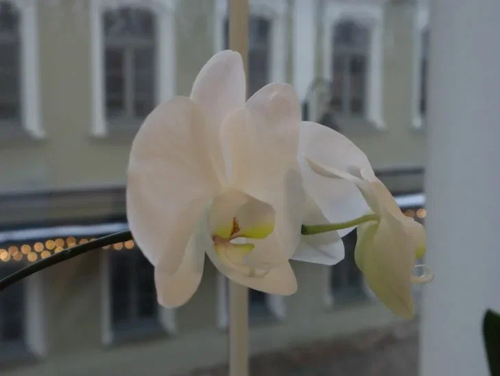 Orchidée