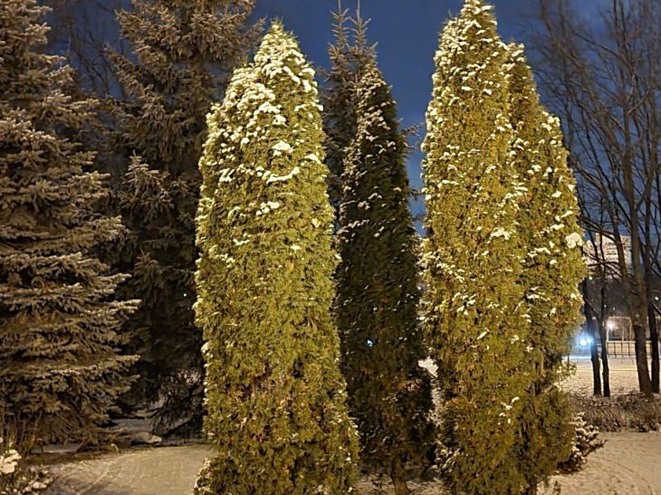 Thuja Trees