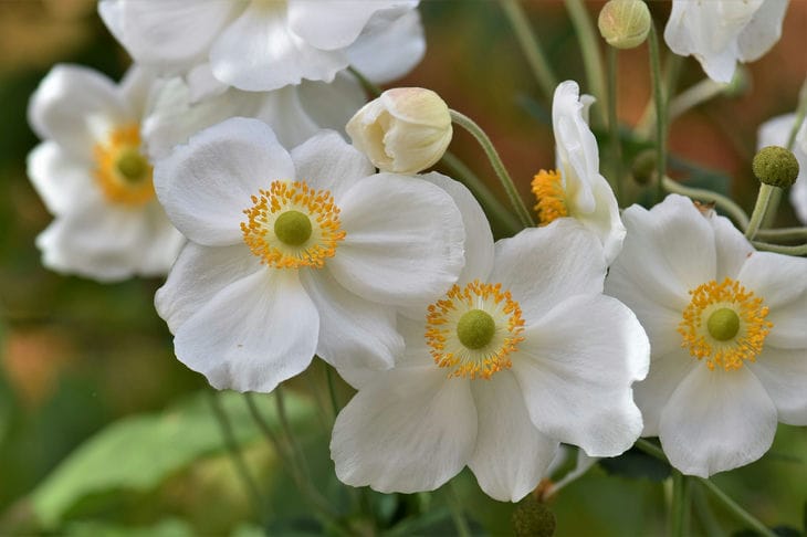 Anemones