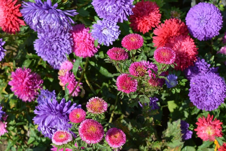 Asters