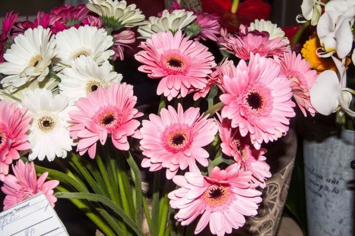 Gerbera