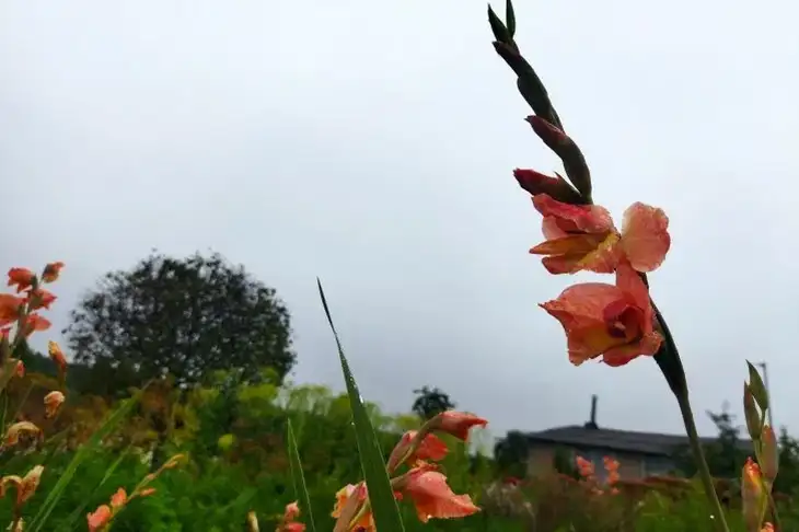 Gladioli